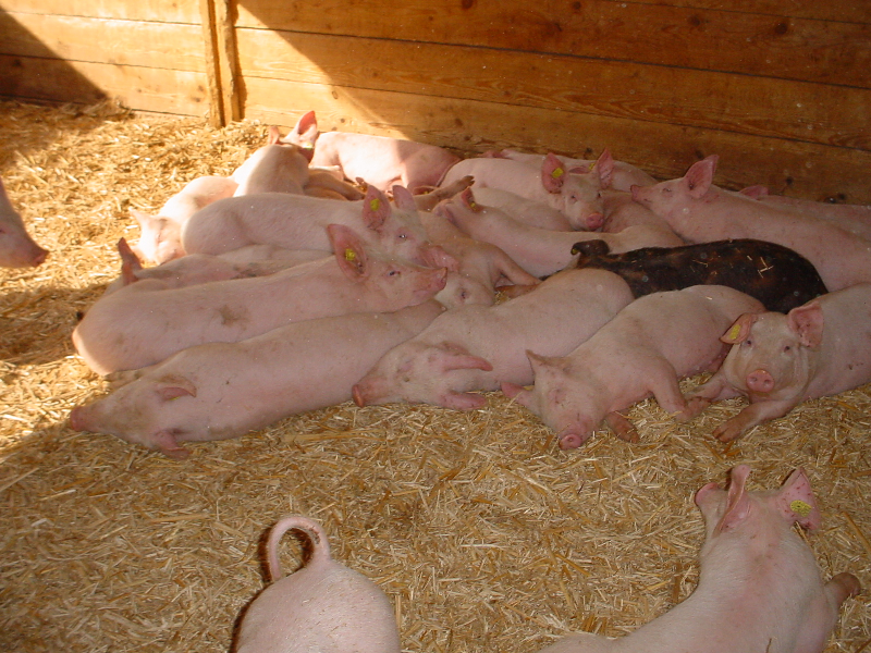 Cochon Cochon